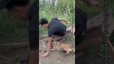 The Owner Almost Fell And Became Disabled, And The Rescue Dog Helped Him Urgently #Shorts