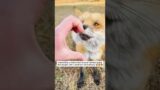The girl found a fox with broken legs and saved it #shorts
