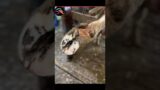 They cure the cows foot #humanity