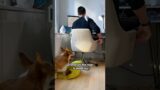 This dog has the best aim #shortvideo #rescue #animals #respect