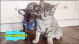 Tiny Frenchie says he is a good boy and never teases cats or dogs. But the truth is…