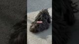 What happened to the dog?#animals #dog #rescue #healing #cute #love #shorts #shortvideo #fyp