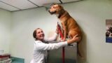 When Your Dog Finds A Safe Place At The Vet – Funniest Dog Reaction