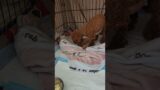 baby escaped, mom comes to the rescue #puppy #toypoodle #cute #pets