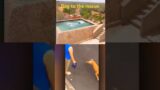 dog to the rescue #viralshortsvideo #animallover #doglover #viralshorts #dog #animals #shorts