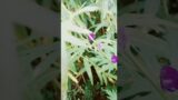 flowers that kill, Monk's Hood