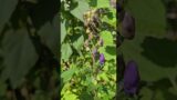 Aconitum in September #allotment #toxic #wolfsbane