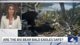 Are the Big Bear bald eagles safe from the Line Fire?