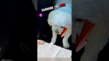 Boy To The Rescue #shorts#viral#shortvideos #viralvideos