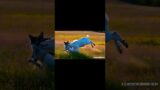 Brave Goat Fights Hunter Wolf to Protect Her Baby #GoatVsWolf #AnimalRescue