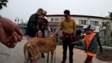 Cash 2.0 Great Dane meeting new people in Ventura Harbor 39