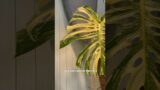 Do you care about the little connection pieces between Monstera leaf parts?