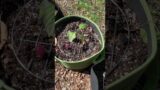 How to minimize squirrel damage in your garden