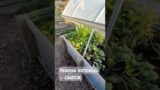 Mini hoophouse toppers done.. Season extended at a low cost | #homesteading