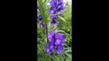 Monkshood (Aconitum napellus)