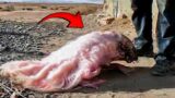 Mysterious Creatures That Actually Exist..!!