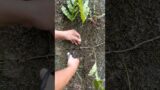 Planting wild fern into terracotta pot #foryou #shorts #plantparent #gardenhacks #home #diy #pottery