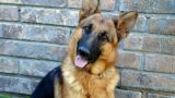 Proof That GERMAN SHEPHERDS Are Funnier Than You Think