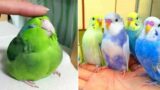 Smart And Funny Parrots Parrot Talking Videos Compilation (2024) – Cute Birds #52