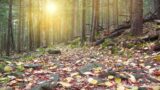 The 'Pure Frequencies Collection', seven tracks, 10 minutes each for daily practice.