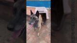 The Hostess Was About To Be Hit, And The Rescue Dog Stepped Forward In A Critical Moment#Shorts