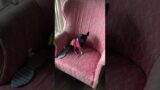 Tiny to the rescue