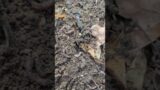 Trench Composting From Start to Finish