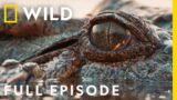 Wild Vietnam: Gibbons, Macaques, and Sea Turtles | Land of Water (Full Episode) | Nat Geo Wild