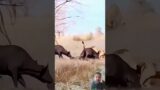 outstanding survivals story Against all odds #shorts #animals #lionsfight #lion #buffalo #wildlife