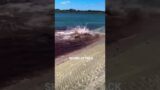 #shark #attack #shorts #ocean #blowthisup #blood #scary #viral #trending #fyp #foryou #popoff