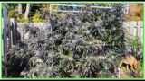 2024 Outdoor Harvest. My BEST Outdoor Harvest EVER!! #marshydro