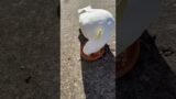 Against All Odds: One-Legged Cockatoo #cockatoo #wildbirds #australianparrots #hearttouchingstory