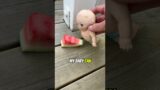 Baby loves watermelon! #youtubecreatorcommunity