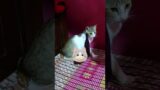 Elice Lifestyle “Just a little furball of joy”…