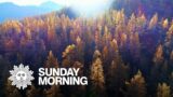 Fall foliage season: Time for “Larch Madness”