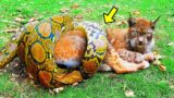 Giant Snake Twisted A Pregnant Lynx… But Look Who Came To The Rescue