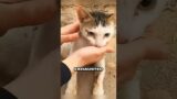 Girl saved the life of the cat family #rescue #shortvideo #respect #animals