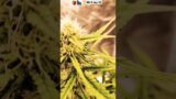 Grow weed easily mars hydro FC-E4800
