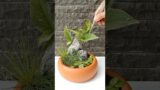 How to style your handmade terracotta pots #diy #diygardening #homedecor #foryou #gardenhacks #fyp