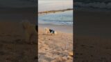 Inside the Mind of a Dog Whisperer