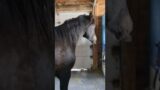 It's a cold and windy day to put the horses in the barn
