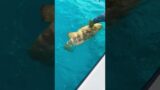 Key West Sea Monster!!