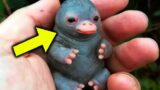 Man Finds Strange Baby Bird   When The Vet Sees It, He Says “This Cannot Be”