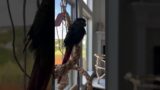 Marley made a friend! #parrot #birds #rescue #parrotlet #conure