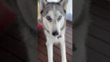 My husky was so excited today! #husky #siberianhusky #cutedogs #funnydog #goodboy #happydog #dogs