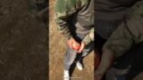 Process Of Using Hands To Break An Apple Into Eight Pieces  !
