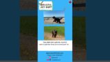 Reduce Inflammation and Weight in your Dog or Cat