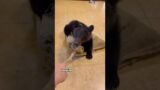 Rescued a little bear.#shorts #animals #bear #rescue