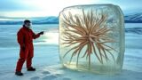 Scientists Revive a 30,000 Year Old Virus Frozen in Siberian Permafrost