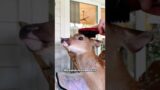 Should I release the deer I raised?#shorts #animals #fawn #deer #rescue